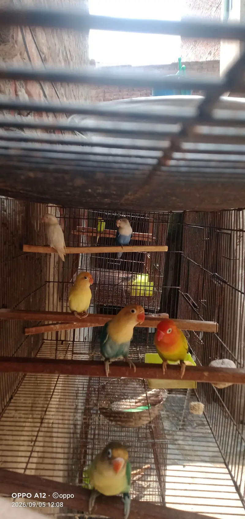6 PC love birds withe cag 1.5×4 . . . 2partion — photo 2