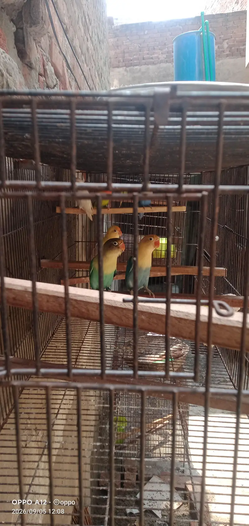 6 PC love birds withe cag 1.5×4 . . . 2partion — photo 3