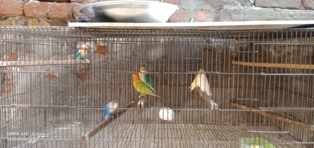 6 PC love birds withe cag 1.5×4 . . . 2partion — photo 4