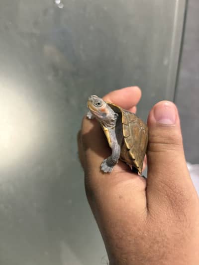 Indian Baby Turtle
