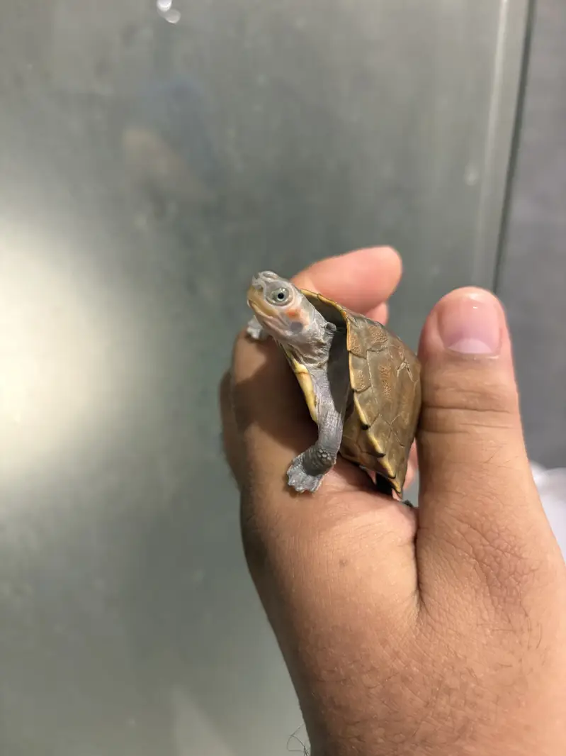 Indian Baby Turtle