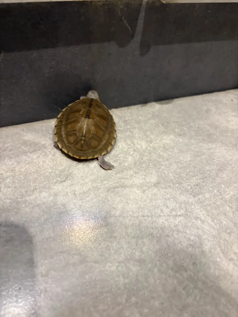Indian Baby Turtle — photo 2