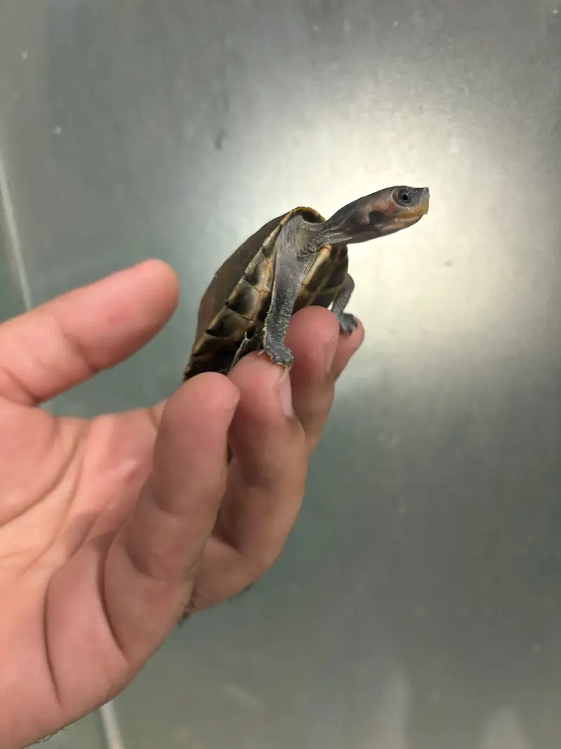 Indian Baby Turtle — photo 3