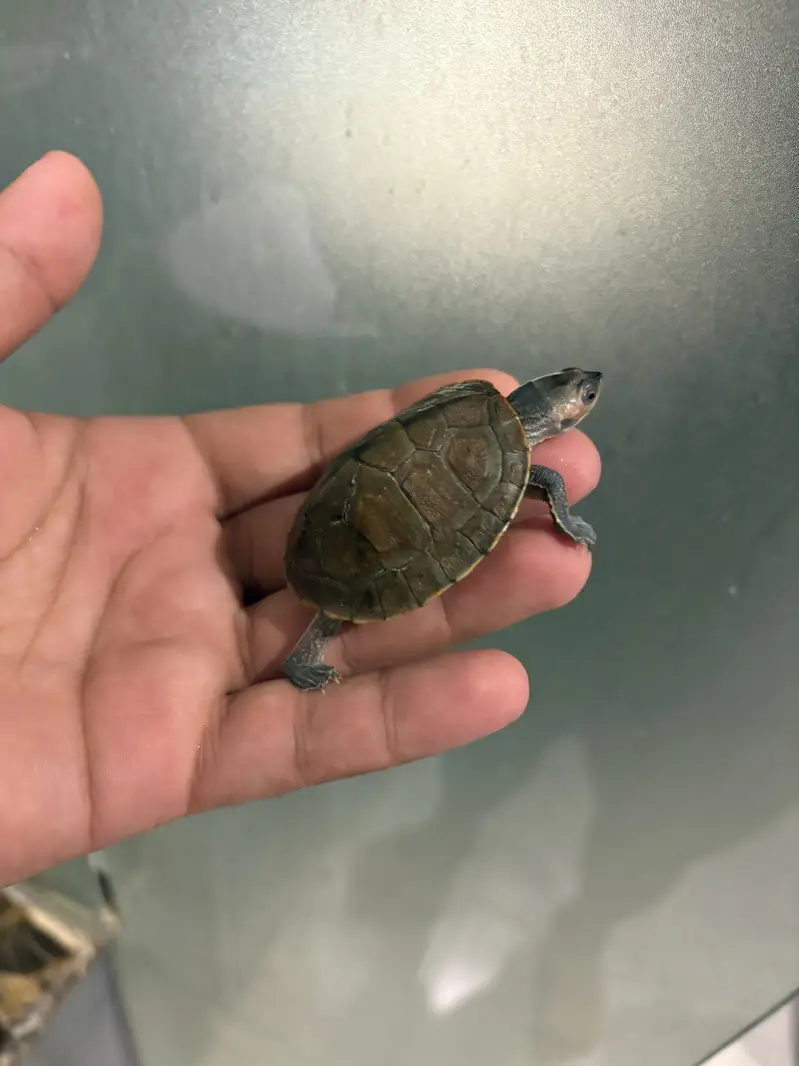 Indian Baby Turtle — photo 4