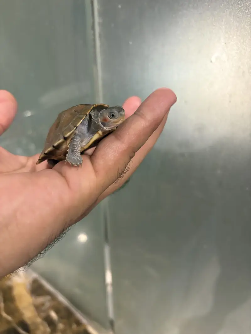 Indian Baby Turtle — photo 5