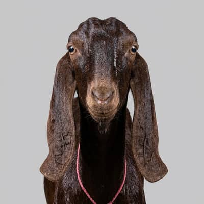 Healthy Desi Goat