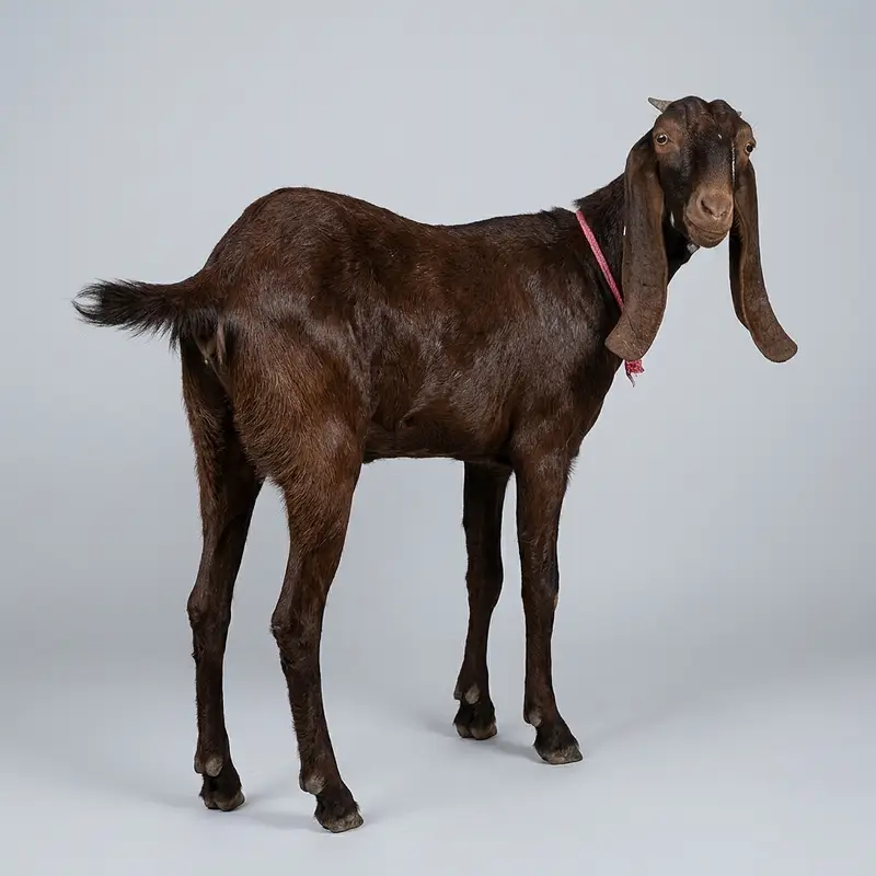 Healthy Desi Goat — photo 2