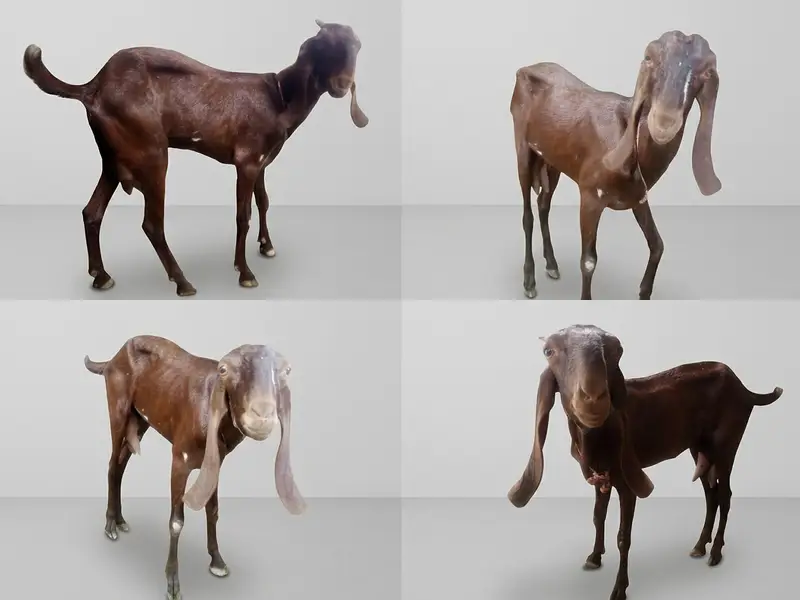 Healthy Desi Goat — photo 3