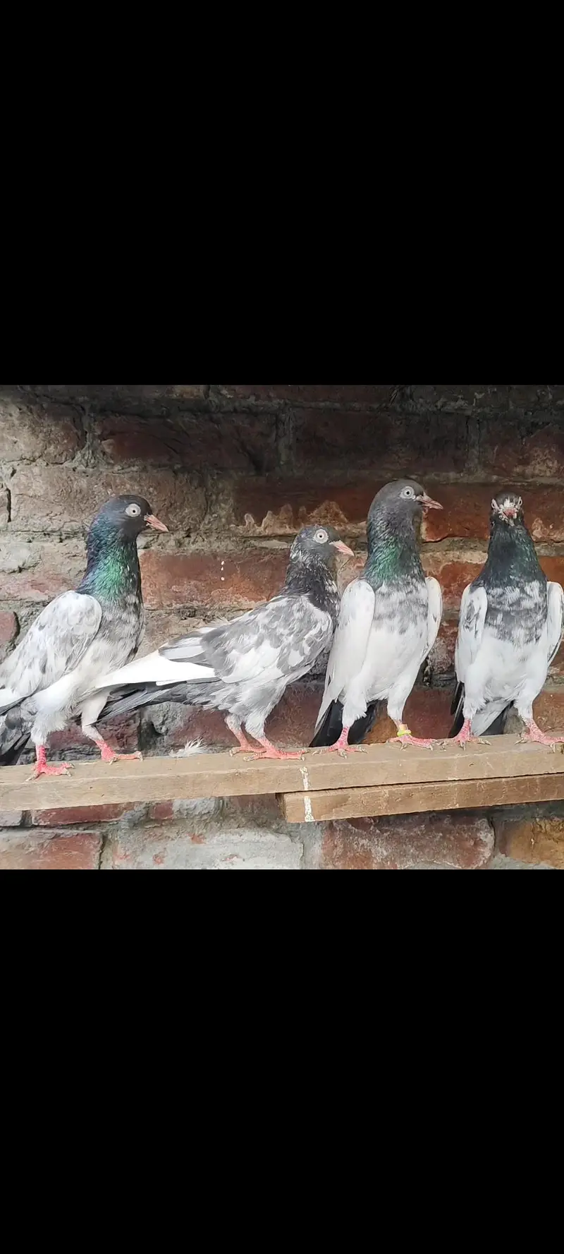 Teddy & Sialkoti — photo 2