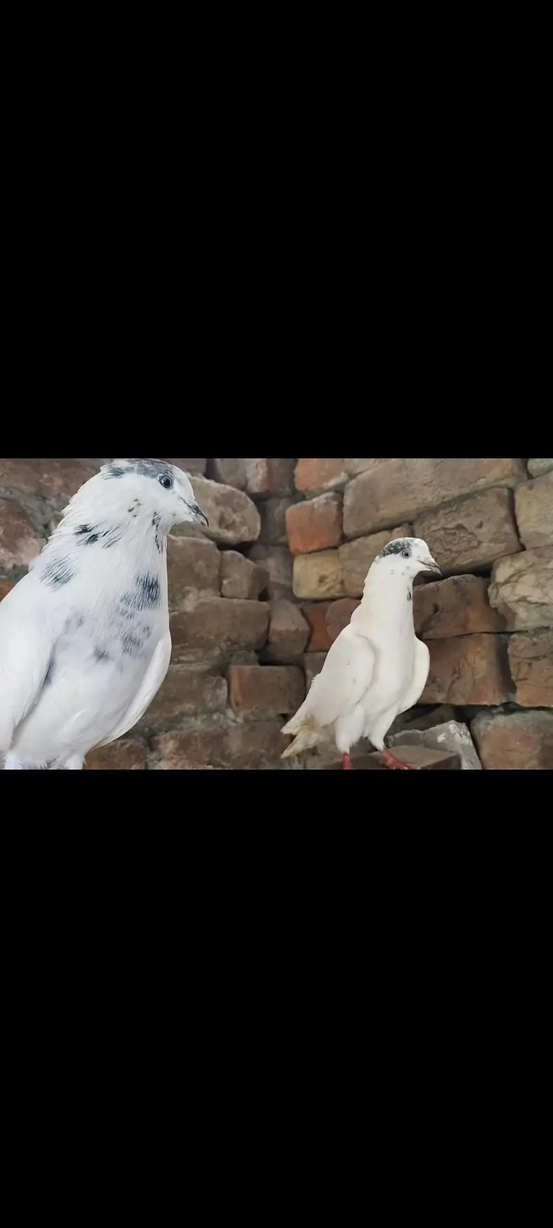 Teddy & Sialkoti — photo 6