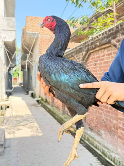 tahi Aseel murga