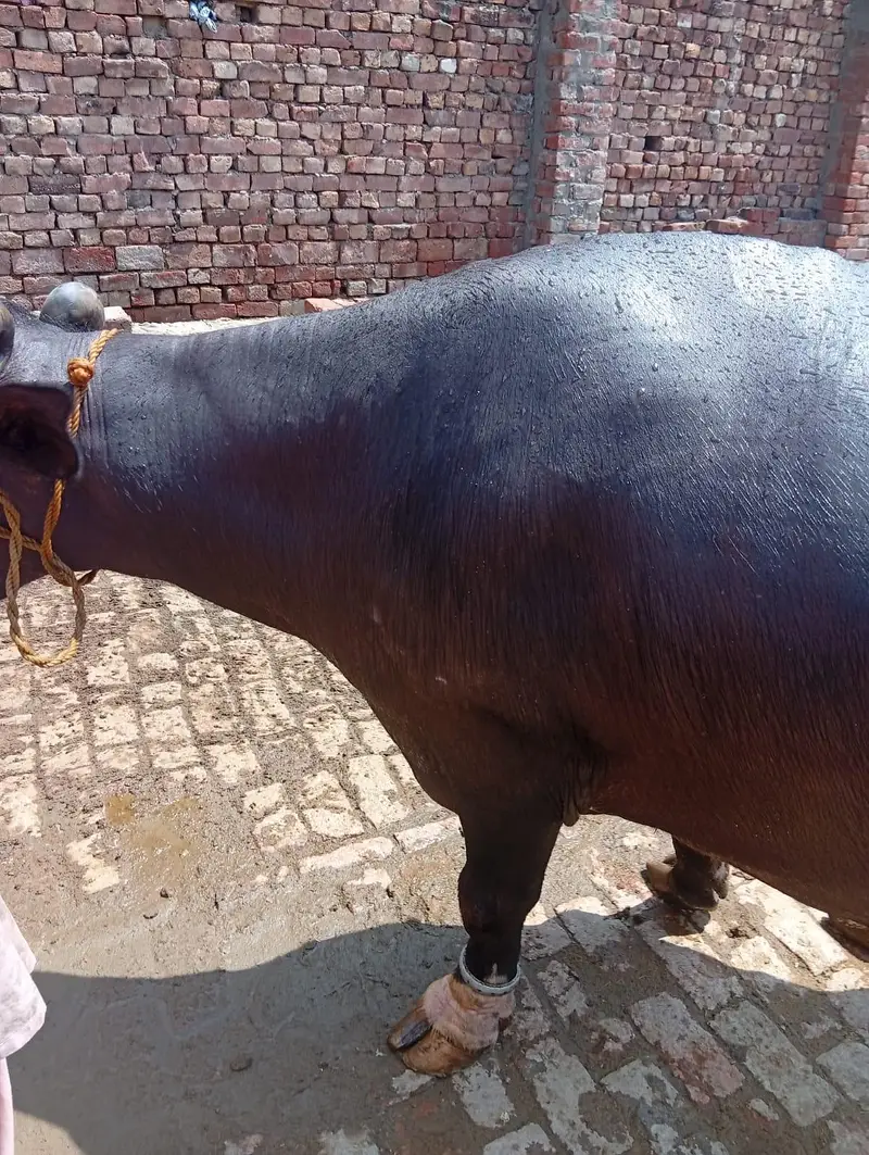 dosra sua ha bhins bohta achi ha dod 13 kg wazan kar k ha — photo 4