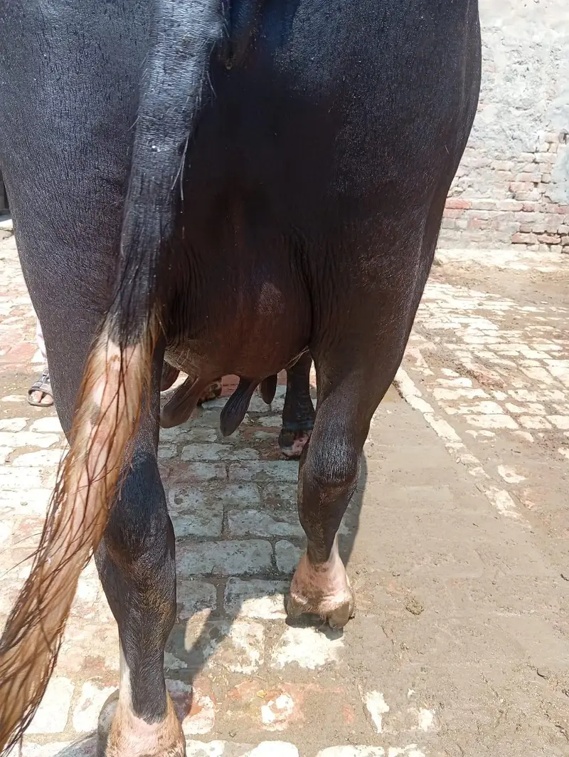 dosra sua ha bhins bohta achi ha dod 13 kg wazan kar k ha — photo 5