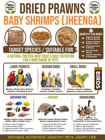 Dry Jhinga — Birds Feed