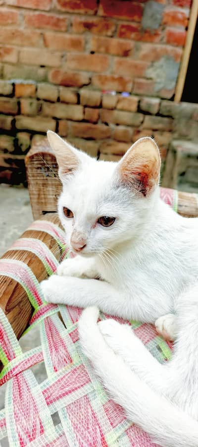 white cat