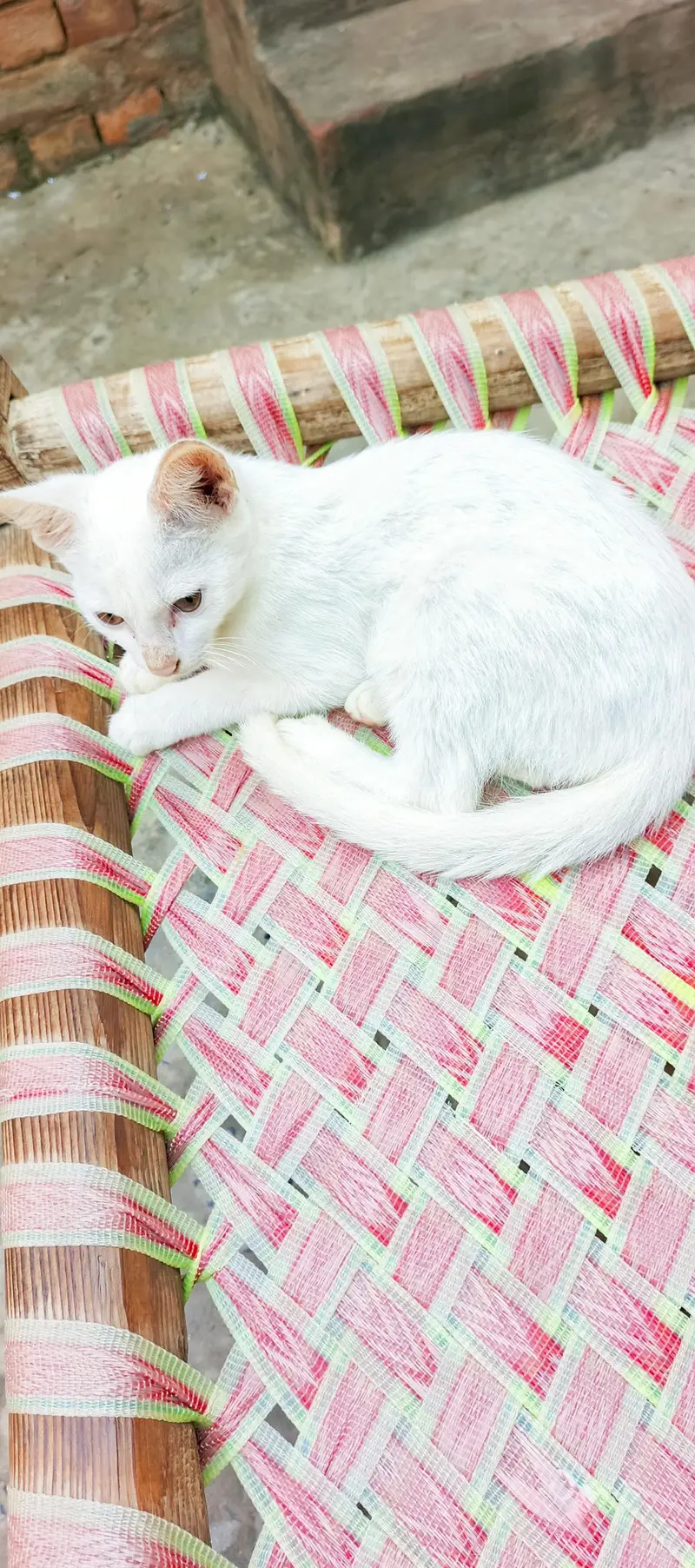 white cat — photo 2