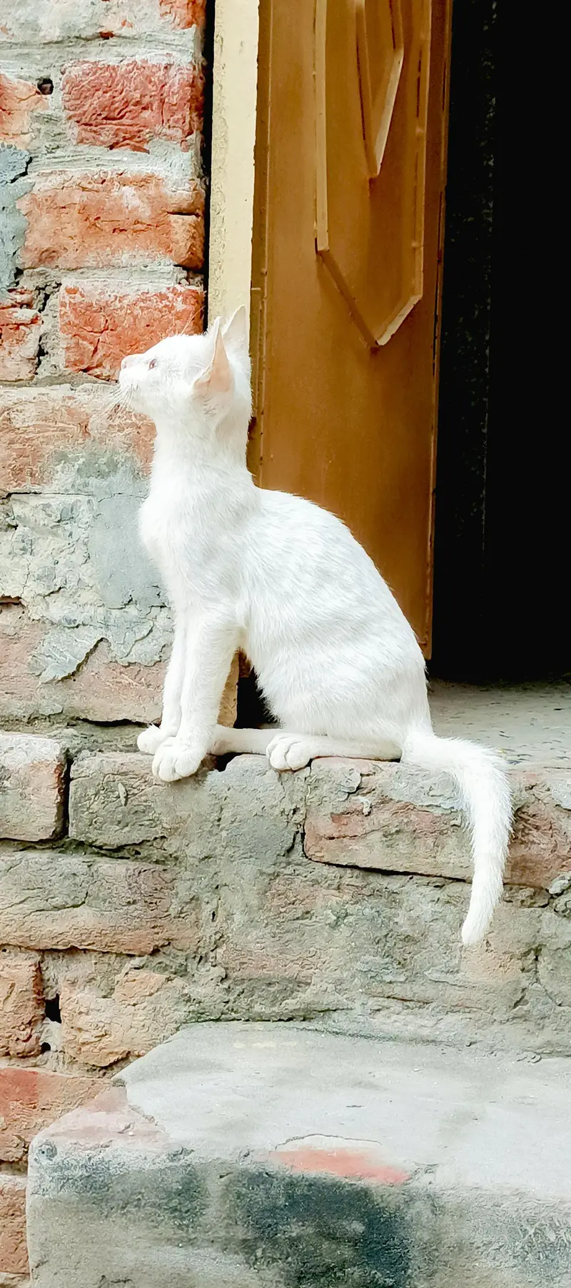 white cat — photo 3