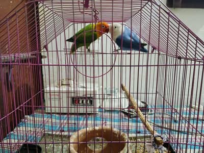love bird opline