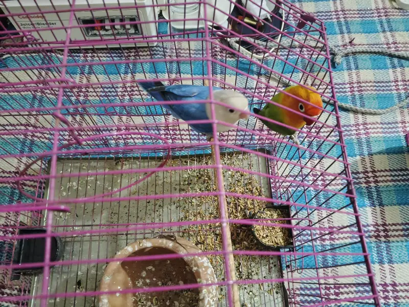 love bird opline — photo 2