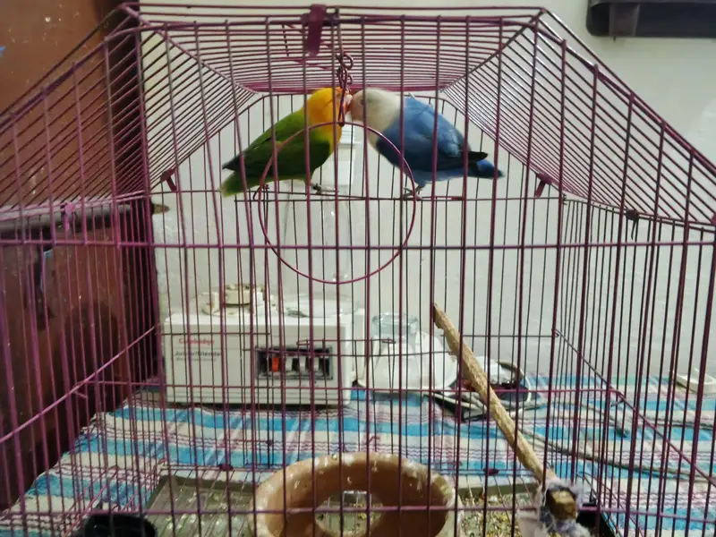 love bird opline — photo 3