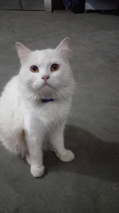 I'm selling my cat