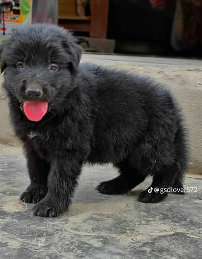 black German shepherd long have bon