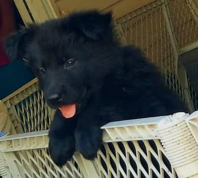 German Shepherd female for sale