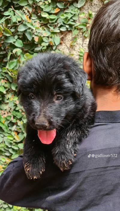 German Shepherd for sale