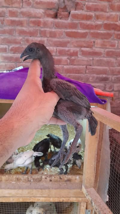 dragon aseel chicks
