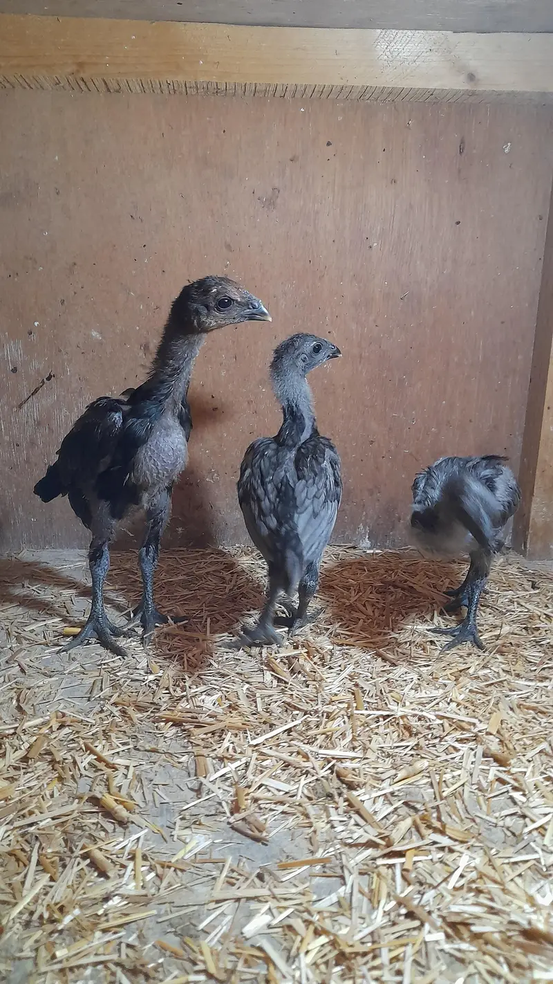 dragon aseel chicks — photo 2