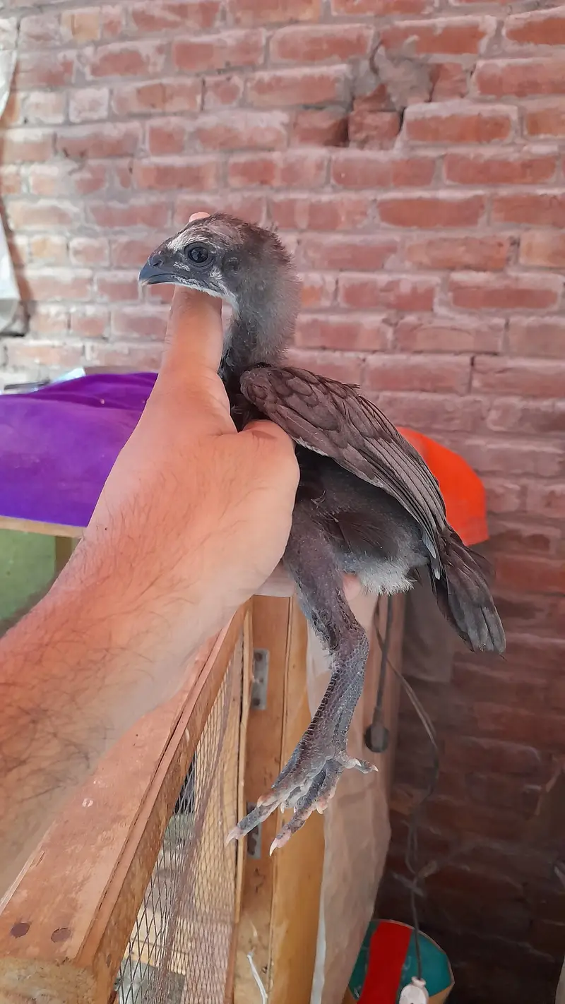 dragon aseel chicks — photo 3