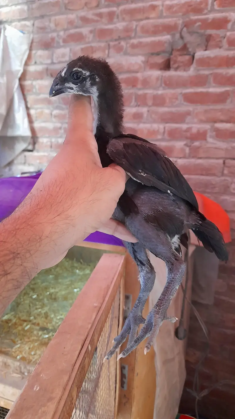dragon aseel chicks — photo 4
