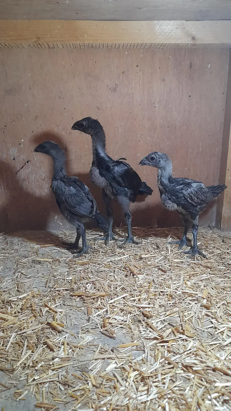 dragon aseel chicks — photo 5