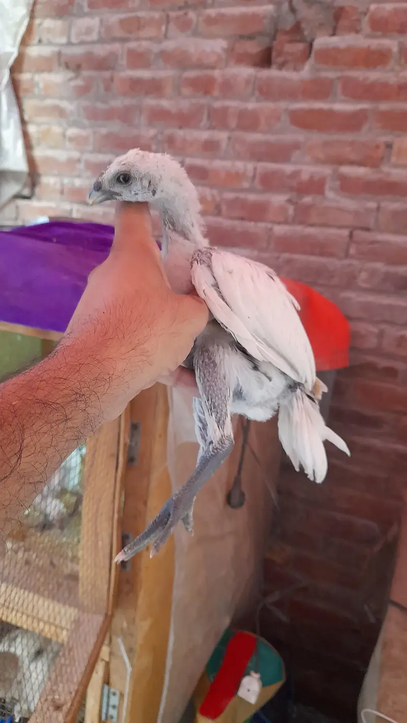 dragon aseel chicks — photo 6
