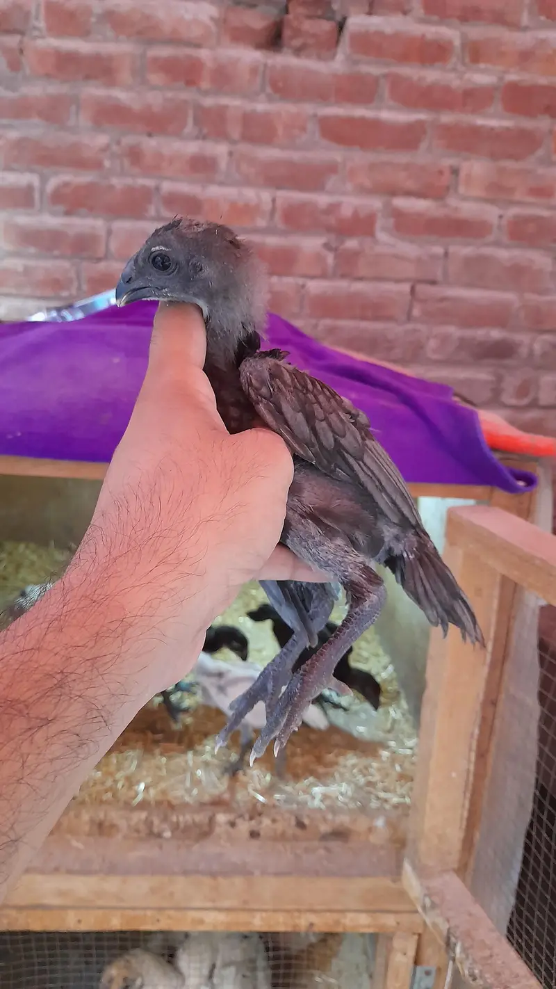 dragon aseel chicks — photo 7