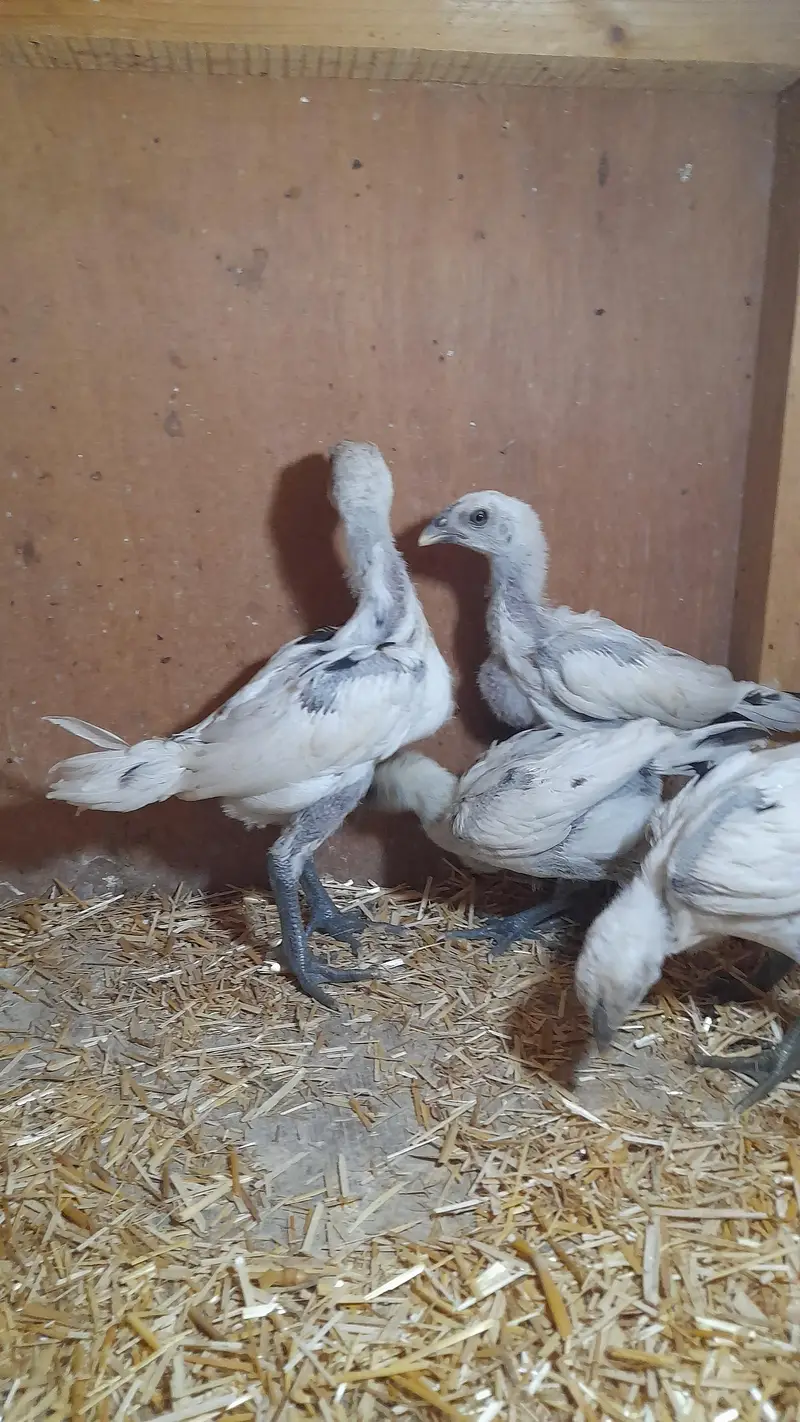 dragon aseel chicks — photo 8
