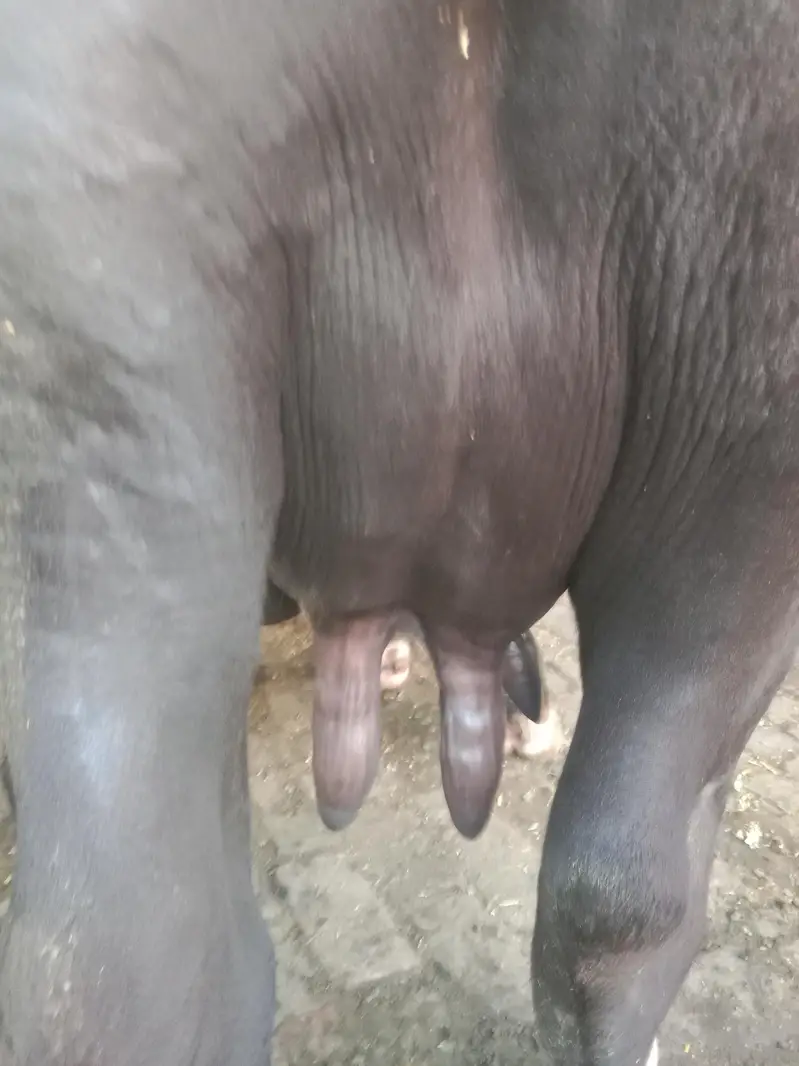 dosra sua ha bhins bohta achi ha dod 13 kg wazan kar k ha — photo 6