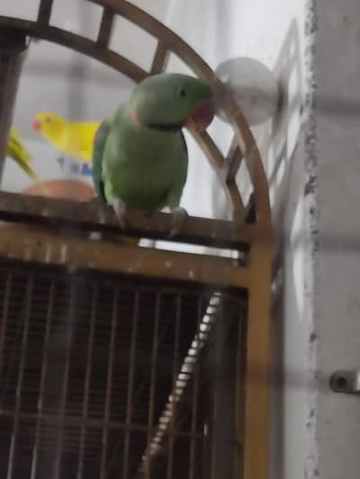 Kashmiri Raw parrot
