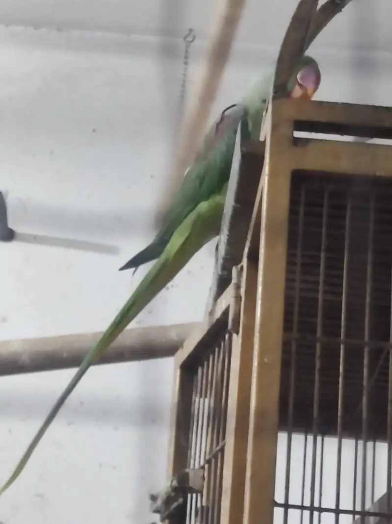 Kashmiri Raw parrot — photo 2