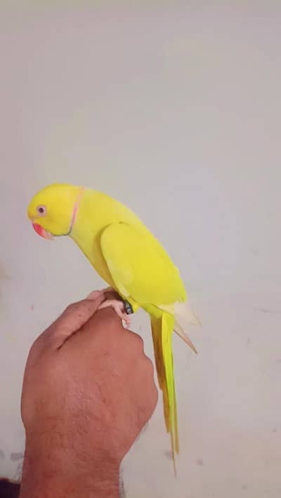 yellow ring neak