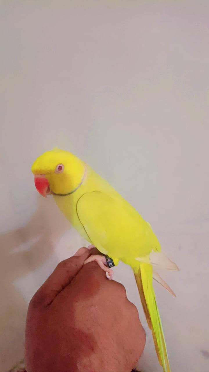 yellow ring neak 1
