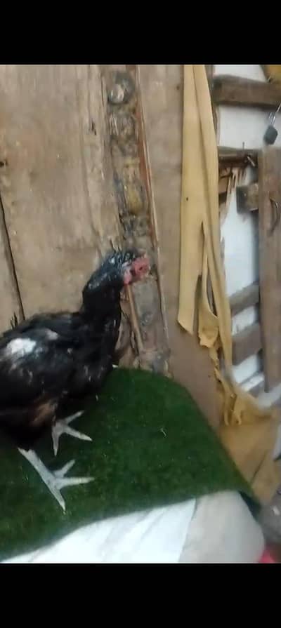 Aseel Hen Miyali