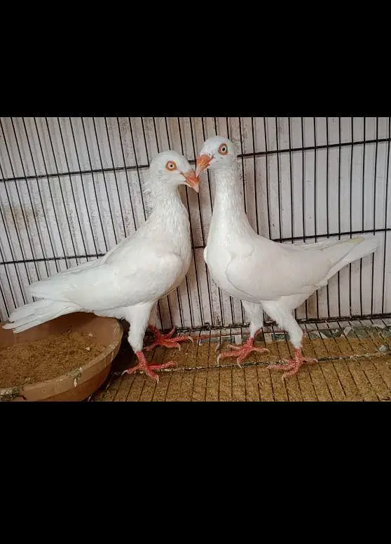 White danish pair