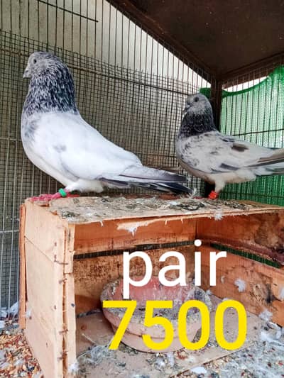 pairs for sale