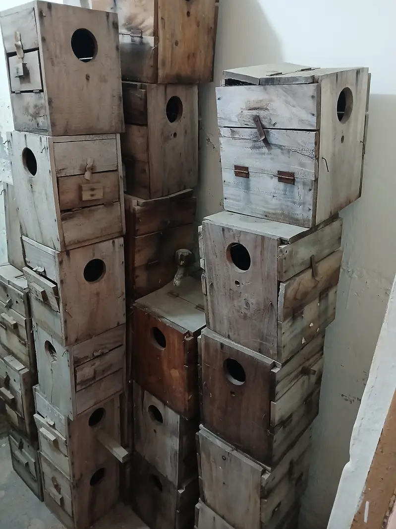 Birds breeding kiker box