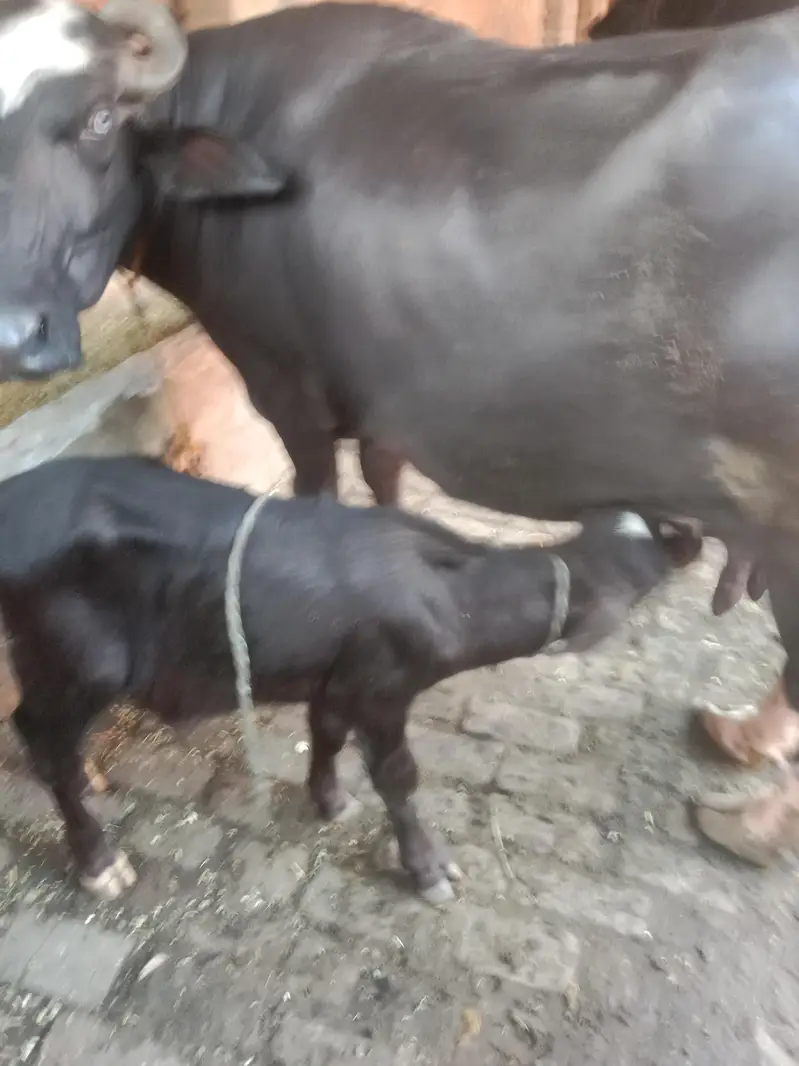 dosra sua ha bhins bohta achi ha dod 13 kg wazan kar k ha — photo 7
