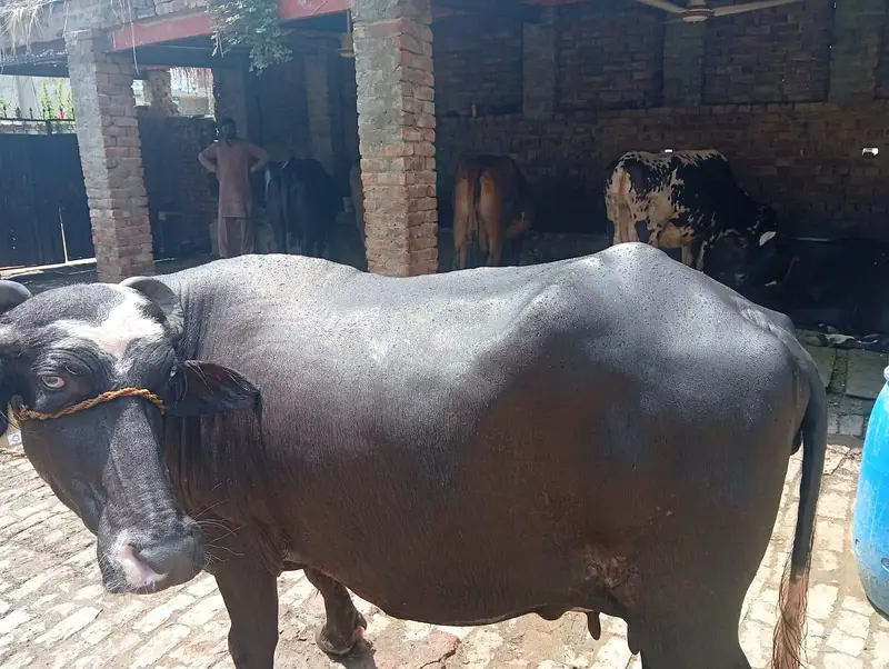 dosra sua ha bhins bohta achi ha dod 13 kg wazan kar k ha — photo 9