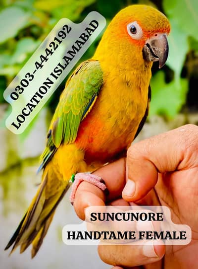 sun conure hand tame female with DNA 
