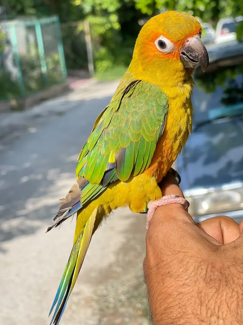 sun conure hand tame female with DNA  — photo 2