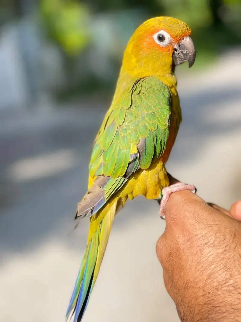 sun conure hand tame female with DNA  — photo 3